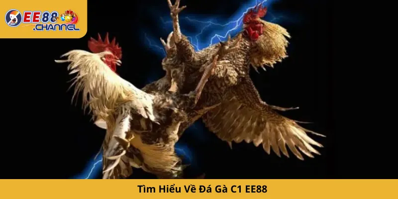Tìm Hiểu Về Đá Gà C1 EE88